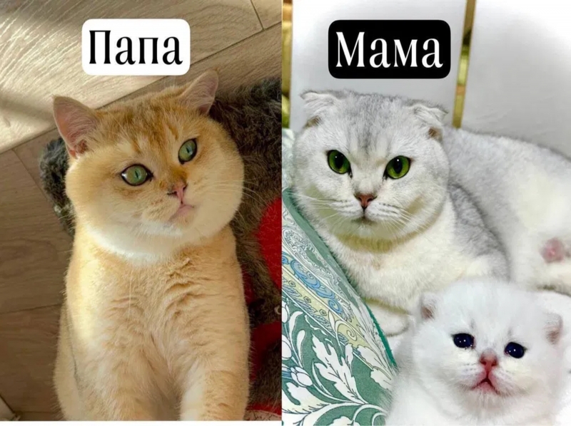 Rus pornosi: tajribasiz ayollar etuk ayollarni xohlashadi Katta Dick jinsiy aloqa video onlayn